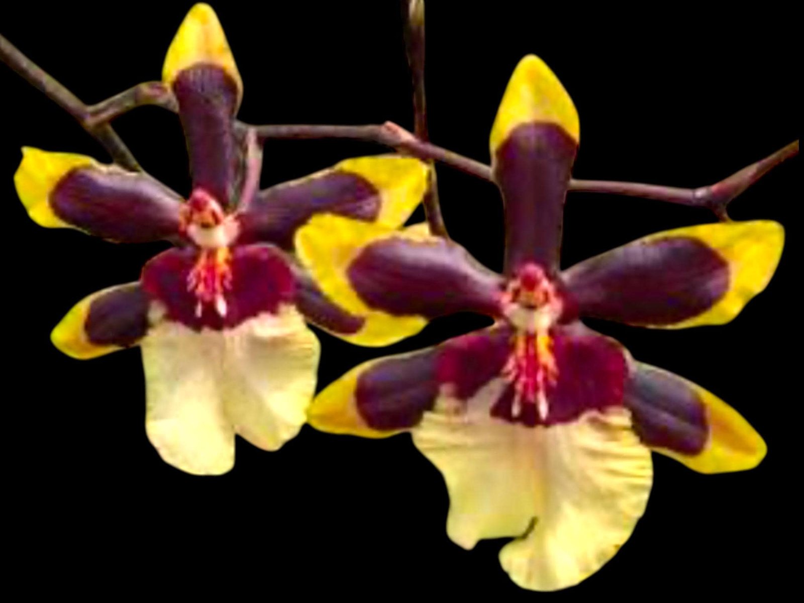 il_fullxfull.8261941720_bert.jpg IN SPIKE Oncidium Wildcat 'Rainbow' (3.5” pot) - Image 1