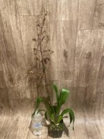IN SPIKE Oncidium Wildcat 'Rainbow' (3.5” pot) - Image 3