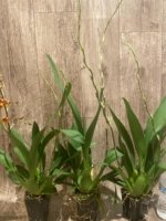 DOUBLE SPIKES - Ons. Catatante ‘Sun King’ (3.5” pot) - Image 6