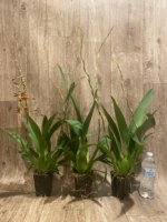 DOUBLE SPIKES - Ons. Catatante ‘Sun King’ (3.5” pot) - Image 4