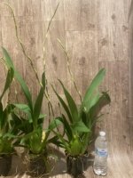 DOUBLE SPIKES - Ons. Catatante ‘Sun King’ (3.5” pot) - Image 8