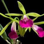 Bc. Gulfshore's Beauty 'Green Gem' x C. Green Veil 'Dressy' 4N  Bloomng Size (3.5” Pot)
