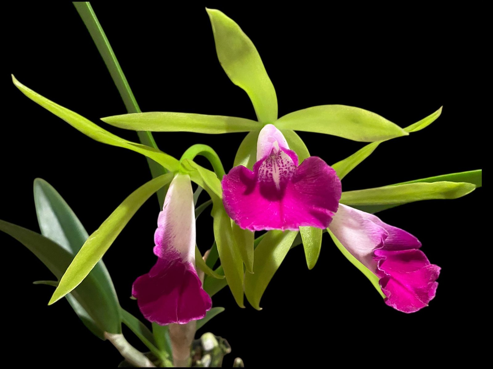 il_fullxfull.8262026908_by6m.jpg Bc. Gulfshore's Beauty 'Green Gem' x C. Green Veil 'Dressy' 4N Bloomng Size (3.5” Pot) - Image 1
