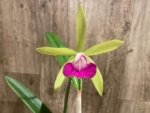 Bc. Gulfshore's Beauty 'Green Gem' x C. Green Veil 'Dressy' 4N  Bloomng Size (3.5” Pot) - Image 3