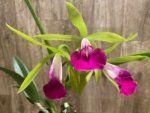 Bc. Gulfshore's Beauty 'Green Gem' x C. Green Veil 'Dressy' 4N  Bloomng Size (3.5” Pot) - Image 2