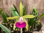 Bc. Gulfshore's Beauty 'Green Gem' x C. Green Veil 'Dressy' 4N  Bloomng Size (3.5” Pot) - Image 4