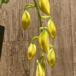 In Spike Cycnoches William Clarke '2023' × Cyc. Brown's Choice 'Spotted Swan' (2” pot)