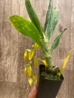 In Spike Cycnoches William Clarke '2023' × Cyc. Brown's Choice 'Spotted Swan' (2” pot) - Image 4