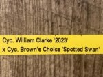 In Spike Cycnoches William Clarke '2023' × Cyc. Brown's Choice 'Spotted Swan' (2” pot) - Image 8