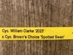 In Spike Cycnoches William Clarke '2023' × Cyc. Brown's Choice 'Spotted Swan' (2” pot) - Image 7