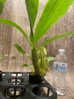 In Spike Cycnoches William Clarke '2023' × Cyc. Brown's Choice 'Spotted Swan' (2” pot) - Image 4