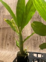 In Spike Cycnoches William Clarke '2023' × Cyc. Brown's Choice 'Spotted Swan' (2” pot) - Image 3