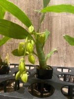 In Spike Cycnoches William Clarke '2023' × Cyc. Brown's Choice 'Spotted Swan' (2” pot) - Image 2