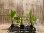 In Spike Cycnoches William Clarke '2023' × Cyc. Brown's Choice 'Spotted Swan' (2” pot) - Image 5
