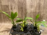 In Spike Cycnoches William Clarke '2023' × Cyc. Brown's Choice 'Spotted Swan' (2” pot) - Image 6