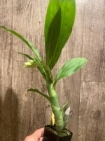 In Spike Cycnoches Baker's Paradise 'Brown Sugar' × Cyc. barthiorum 'Jungle Mist Freckles' AM/AOS (2” pot) - Image 4