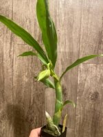 In Spike Cycnoches Baker's Paradise 'Brown Sugar' × Cyc. barthiorum 'Jungle Mist Freckles' AM/AOS (2” pot) - Image 5