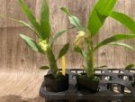 In Spike Cycnoches Jean E. Monnier 'Dark Spots × Cyc. barthlorum 'Jungle Mist Freckles' AM/AOS (2” pot) - Image 7