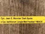 In Spike Cycnoches Jean E. Monnier 'Dark Spots × Cyc. barthlorum 'Jungle Mist Freckles' AM/AOS (2” pot) - Image 10