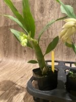 In Spike Cycnoches Jean E. Monnier 'Dark Spots × Cyc. barthlorum 'Jungle Mist Freckles' AM/AOS (2” pot) - Image 2