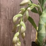 In Spike Cycnoches Jean E. Monnier 'Dark Spots × Cyc. barthlorum 'Jungle Mist Freckles' AM/AOS (2” pot)
