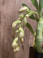 In Spike Cycnoches Jean E. Monnier 'Dark Spots × Cyc. barthlorum 'Jungle Mist Freckles' AM/AOS (2” pot)
