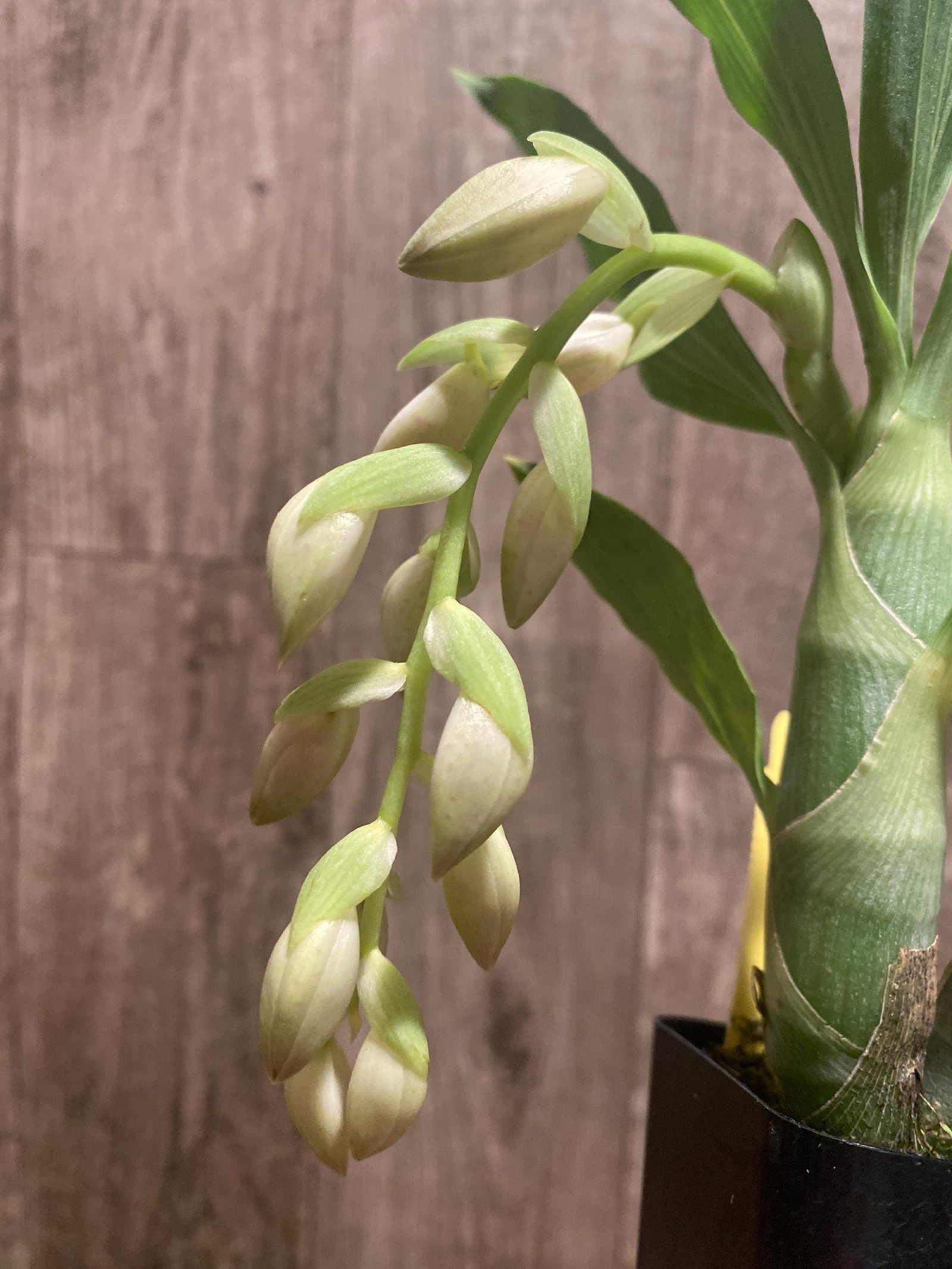 il_fullxfull.8262103600_qqfw.jpg In Spike Cycnoches Jean E. Monnier 'Dark Spots × Cyc. barthlorum 'Jungle Mist Freckles' AM/AOS (2” pot) - Image 1