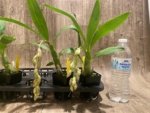 In Spike Cycnoches Jean E. Monnier 'Dark Spots × Cyc. barthlorum 'Jungle Mist Freckles' AM/AOS (2” pot) - Image 6