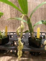 In Spike Cycnoches Jean E. Monnier 'Dark Spots × Cyc. barthlorum 'Jungle Mist Freckles' AM/AOS (2” pot) - Image 4