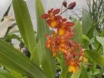 DOUBLE SPIKES - Ons. Catatante ‘Sun King’ (3.5” pot) - Image 2
