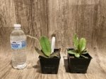 Fragrant Oncidium lanceanum (Trichocentrum lanceanum) (3.5” pot) - Image 6