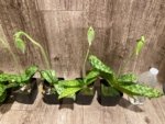 In Spike Paphiopedilum Maudiae Green (3.5” pot) - Image 7