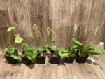 In Spike Paphiopedilum Maudiae Green (3.5” pot) - Image 3