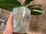 Phalaenopsis Jillion (4" Pot) - Image 10