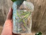 Phalaenopsis Jillion (4" Pot) - Image 9