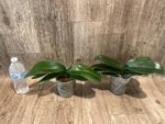 Phalaenopsis Jillion (4" Pot) - Image 7