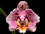 Double Spikes Phalaenopsis Dtps I-Hsin Fantastic World ‘Peloric’ (4.5" pot)