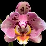Double Spikes Phalaenopsis Dtps I-Hsin Fantastic World ‘Peloric’ (4.5" pot)