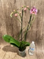 Double Spikes Phalaenopsis Dtps I-Hsin Fantastic World ‘Peloric’ (4.5" pot) - Image 5