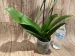 Double Spikes Phalaenopsis Dtps I-Hsin Fantastic World ‘Peloric’ (4.5" pot) - Image 7