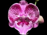 Double Spikes Phalaenopsis I-Hsin Pink Paradise (4.5" pot)