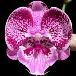 Double Spikes Phalaenopsis I-Hsin Pink Paradise (4.5" pot)
