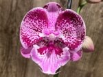 Double Spikes Phalaenopsis I-Hsin Pink Paradise (4.5" pot) - Image 3