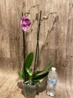 Double Spikes Phalaenopsis I-Hsin Pink Paradise (4.5" pot) - Image 6