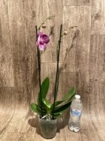 Double Spikes Phalaenopsis I-Hsin Pink Paradise (4.5" pot) - Image 7