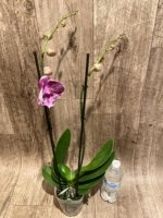 Double Spikes Phalaenopsis I-Hsin Pink Paradise (4.5" pot) - Image 8