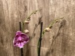 Double Spikes Phalaenopsis I-Hsin Pink Paradise (4.5" pot) - Image 4