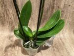 Double Spikes Phalaenopsis I-Hsin Pink Paradise (4.5" pot) - Image 10