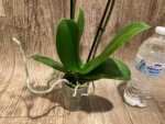 Double Spikes Phalaenopsis White Butterfly (3" pot) - Image 8
