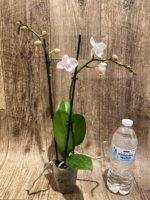 Double Spikes Phalaenopsis White Butterfly (3" pot) - Image 7